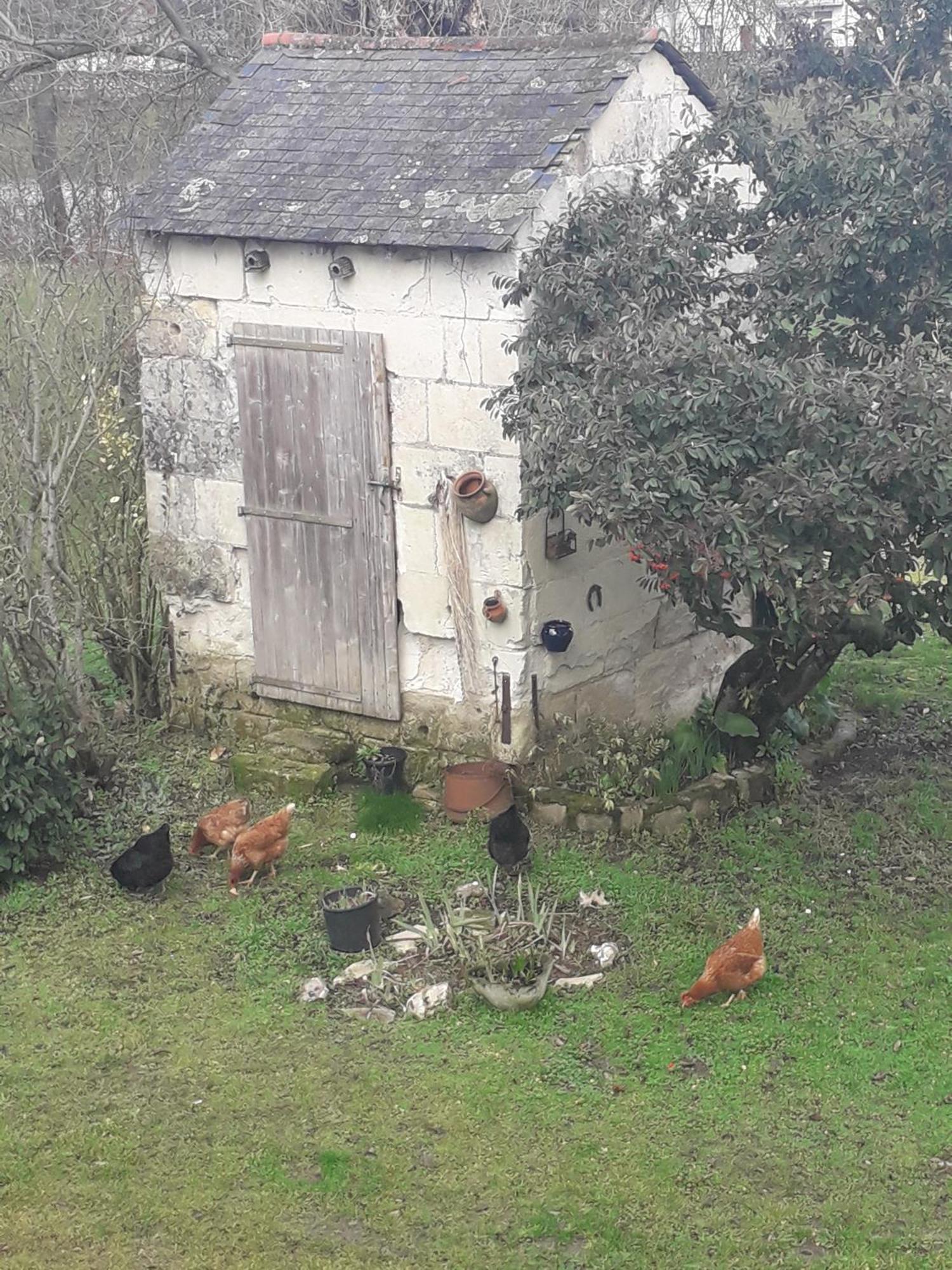 Chambres D'Hotes De L'Ile Du Saule Saumur Bagian luar foto
